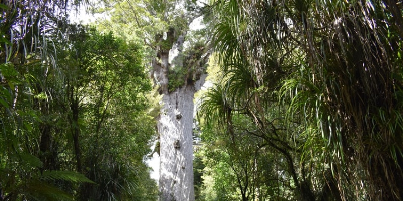 Waipoua Kauri Forest, New Zealand