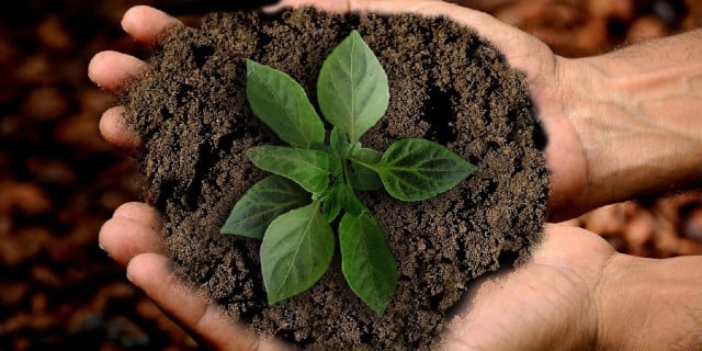 A pair of cupped hands nurturing a small green plant.