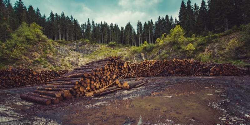 Deforestation can contribute to climate change
