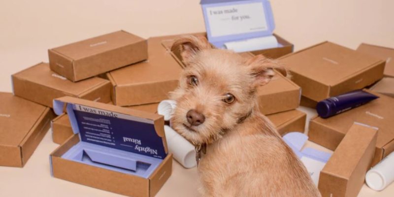 Perro con cajas de entrega vacías; Spin Palace Blog