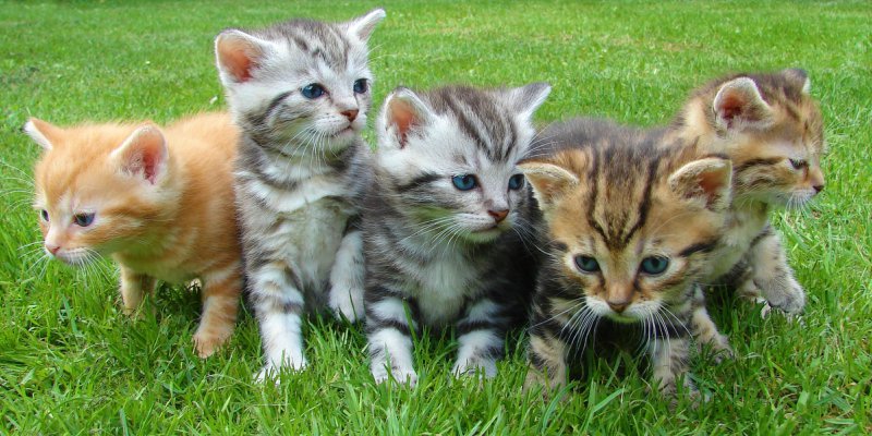 five kittens in grass