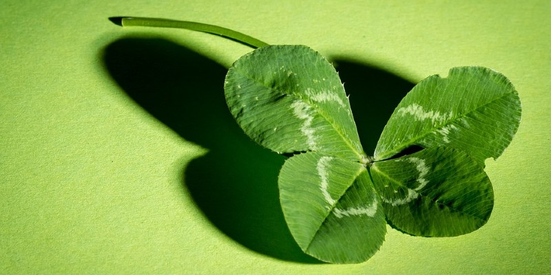 Four leaf clover on green background