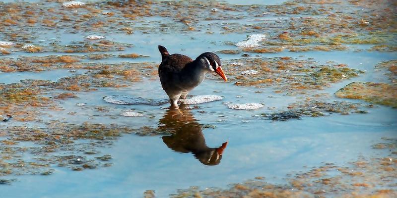 Marsh crake in water with reflection