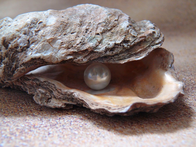 Pearl in oyster