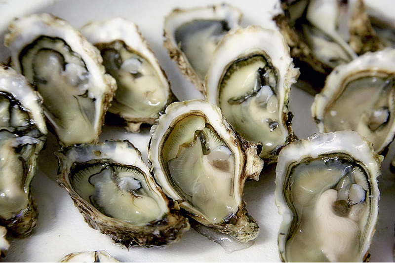 Oysters